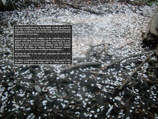 rabbitwolf screenshot