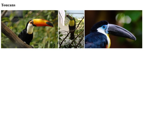 toucans screenshot