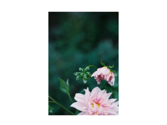 latesummer screenshot