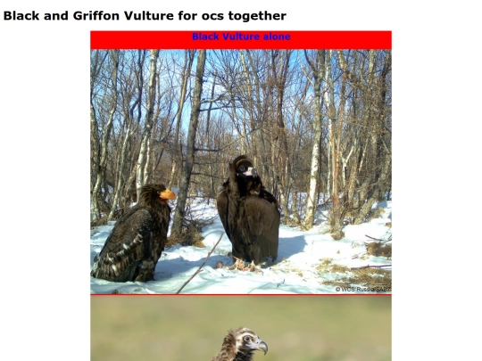Black_Griffon_Vulture/B_G_Vulture_index screenshot