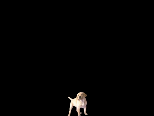 dog screenshot