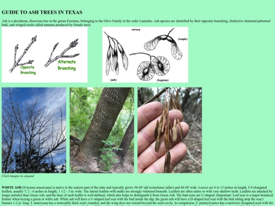 about_ash_trees screenshot