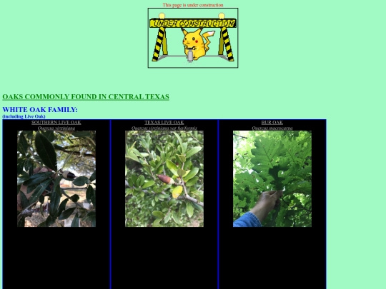 about_oaks screenshot
