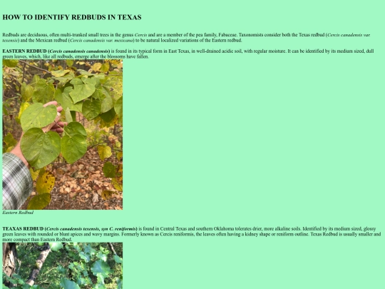 about_redbuds screenshot