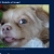 Snugs The Good Boy avatar