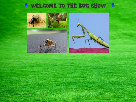 bugshow screenshot