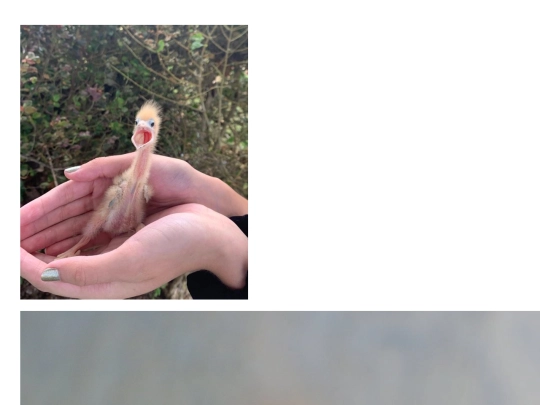 creatures screenshot