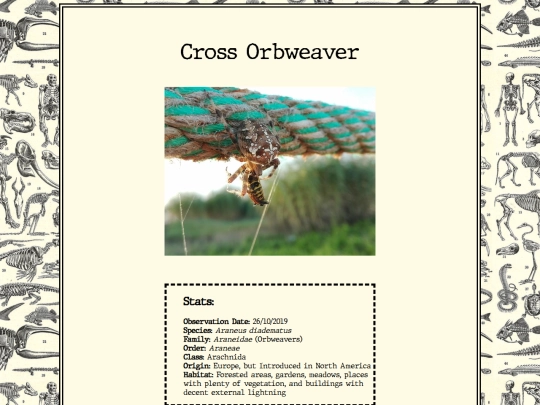 biology/crossorbweaver screenshot
