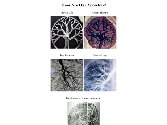 trees-are-our-ancestors screenshot