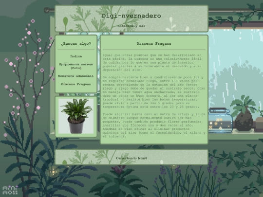 Dracena_fragans screenshot