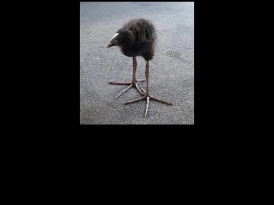 pukeko screenshot