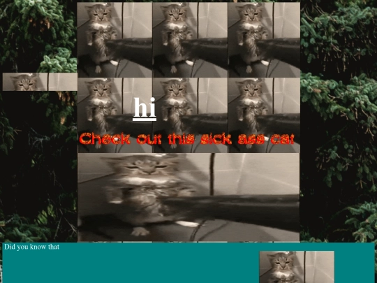 cat screenshot