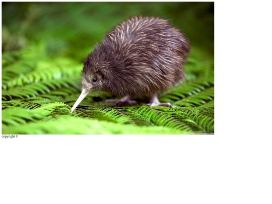 kiwis screenshot