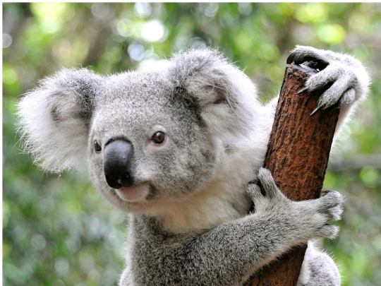koalas screenshot