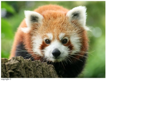 pandas screenshot