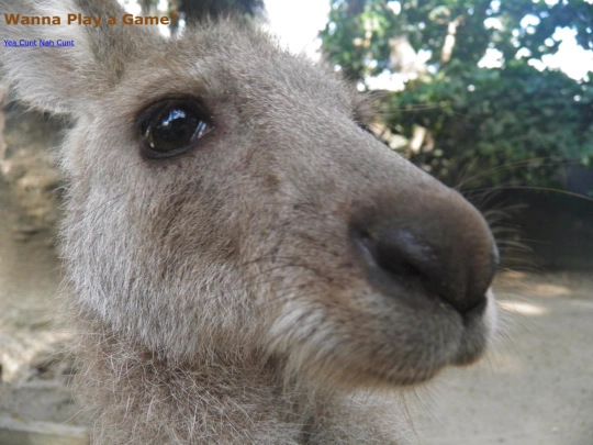 roo2 screenshot