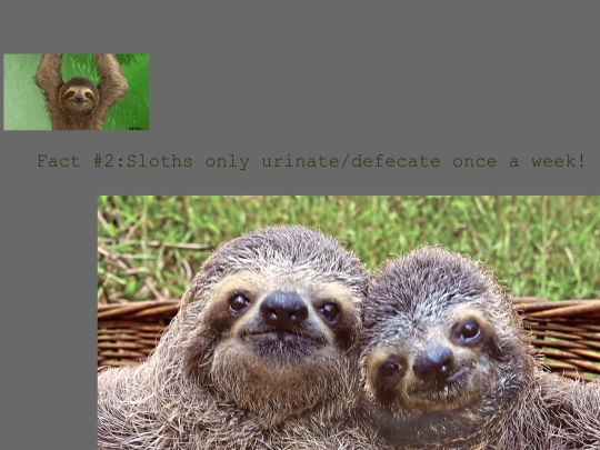 Slothpg2 screenshot