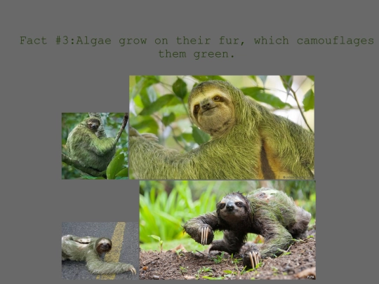 Slothpg3 screenshot