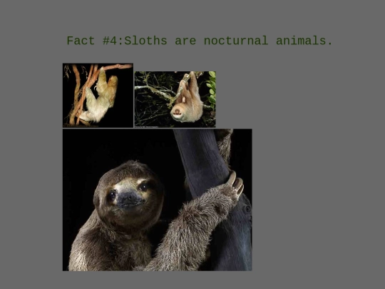 Slothpg4 screenshot