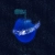 slrps.neocities.org avatar