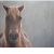 evil-and-intimidating-horse's avatar