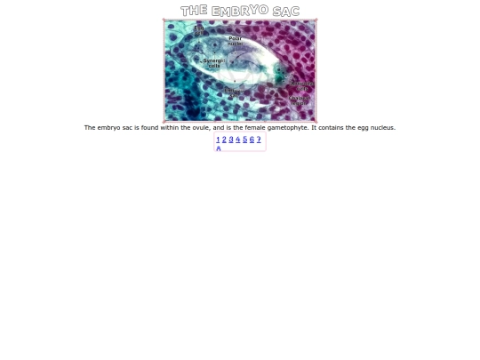 embryo-sac screenshot