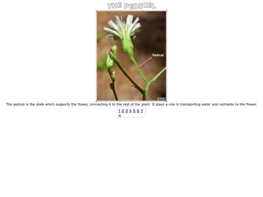 pedicel screenshot