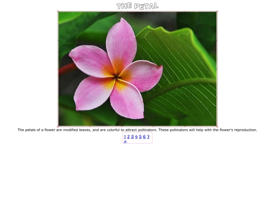 petal screenshot