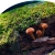criddibean.neocities.org avatar