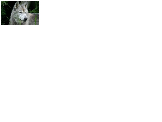 pag4 screenshot