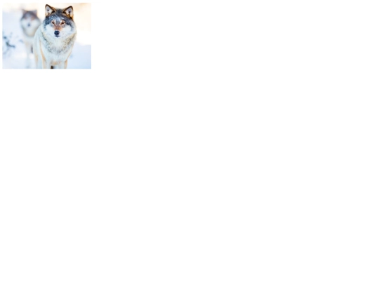 pag5 screenshot