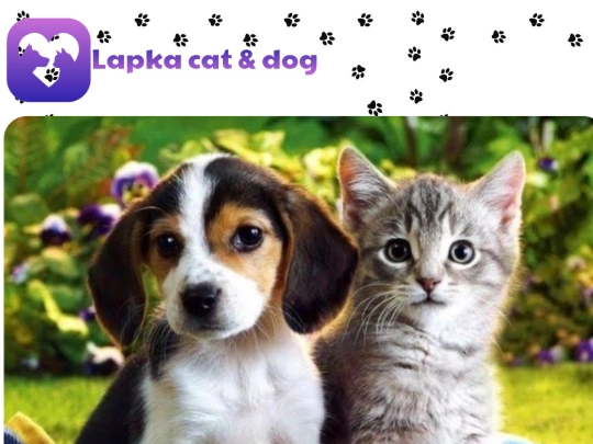 Lapkins screenshot