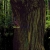 encyclia.neocities.org avatar