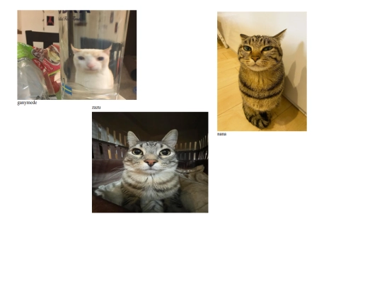 cats screenshot