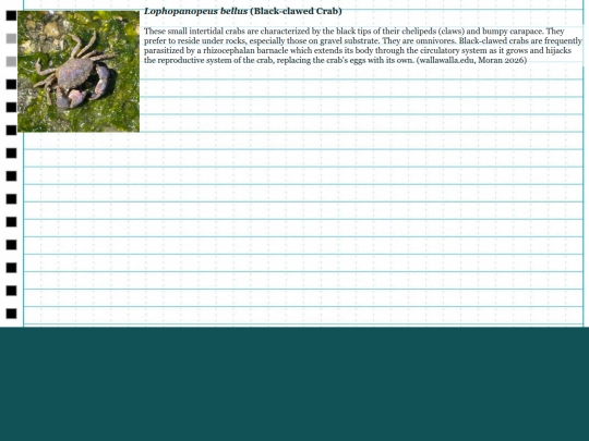 intertidalfishesproject/L.bellus screenshot