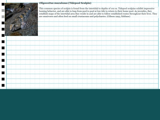 intertidalfishesproject/O.maculosus screenshot