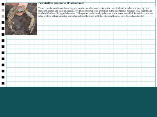 intertidalfishesproject/Petrolisthes screenshot