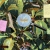 Pocket Biomes avatar