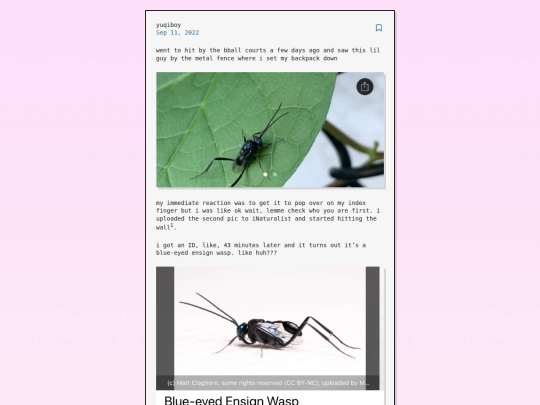 posts/wasps screenshot