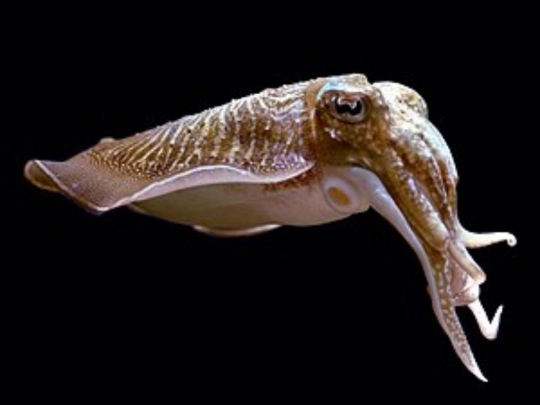 fish screenshot