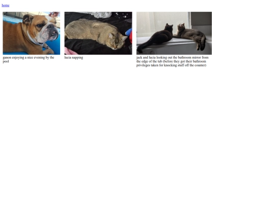 animalpics screenshot