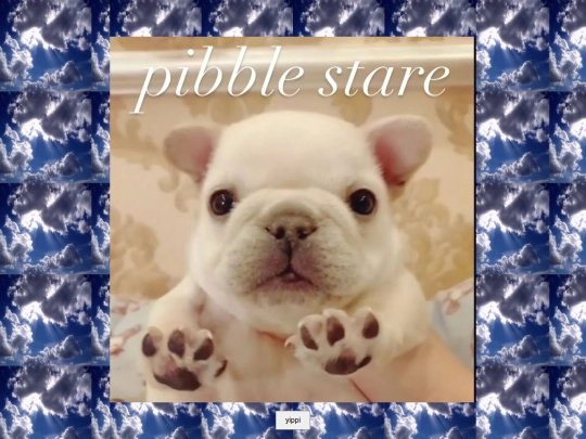 pibbi screenshot