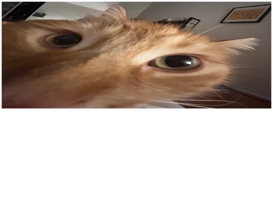Charles screenshot