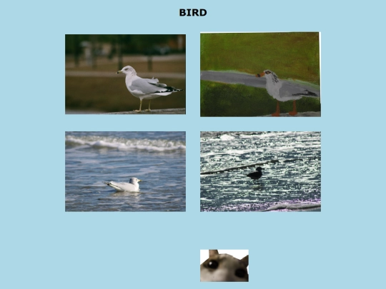 birds screenshot
