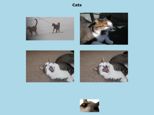 cats screenshot