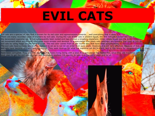 cat screenshot
