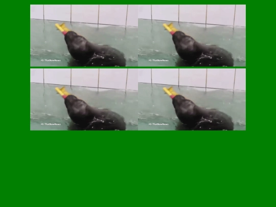 seal screenshot