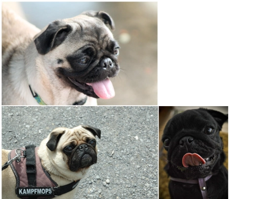 galleryofpugs/puggallery screenshot