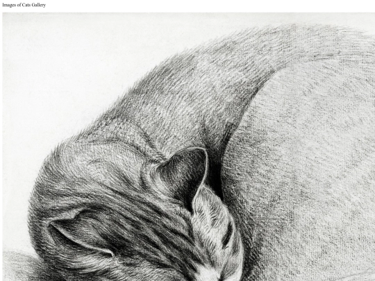 catgallery screenshot