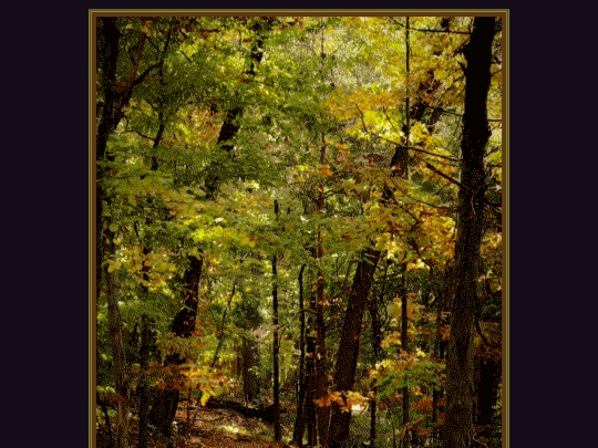 peaceful/forest screenshot